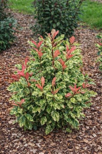Фотінія зубчаста Пінк Кріспі|Photinia serratifolia ‘Pink Crispy’|Фотиния зубчатая Пинк Криспи 